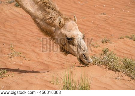 Detail Shot Of Head And Neck Of Arabian, Or Also Dromedary Camel Feeding On Bushes On A Hot Day In T