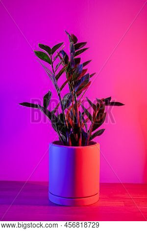 Indoor Plant. Zanzibar Gem, Zamioculcas Zamifolia On A Vibrant Dark Pink Background.