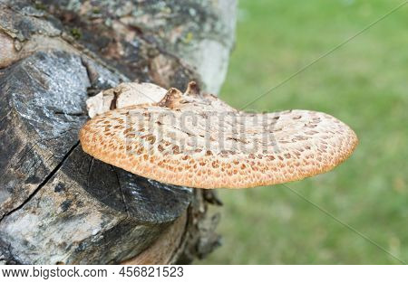 Dryads Saddle (cerioporus Squamosus Or Polyporous Squamosus), Edible Bracket Fungus Growing On A Syc