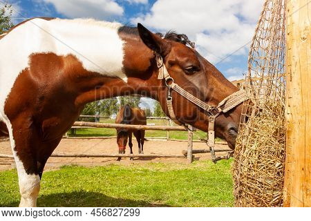A Horse Eats Hay From A Net Filled With Hay, On A Horse Ranch, Outdoors, On A Summer Sunny Day. Hors