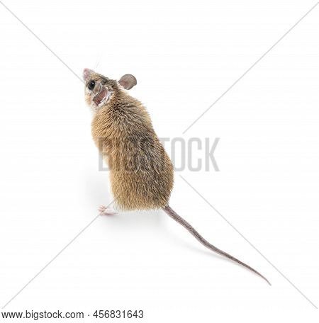 Small Cute Spiny Mouse On White Background
