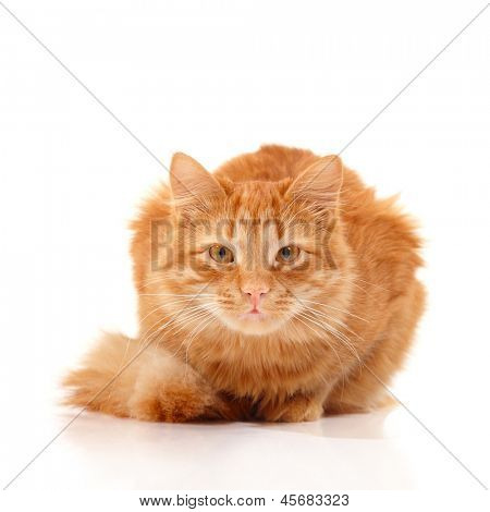 Hermoso gato rojo grande mintiendo y posando en estudio mirando a cámara, fondo blanco