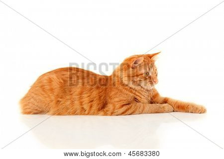 Hermoso gato rojo grande mintiendo y posando en studio, fondo blanco
