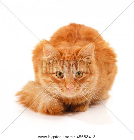 Hermoso gato rojo grande mintiendo y posando en estudio mirando a cámara, fondo blanco