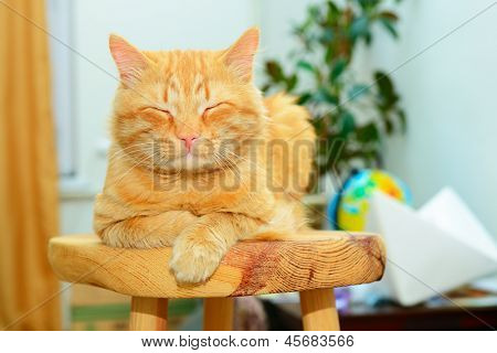 Hermoso gato rojo grande mintiendo y posando en casa en el taburete de madera