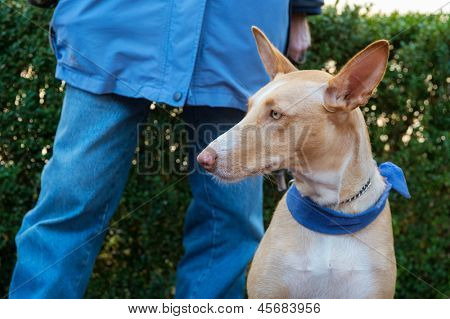 Podenco hiszpański pies z zewnątrz właściciel