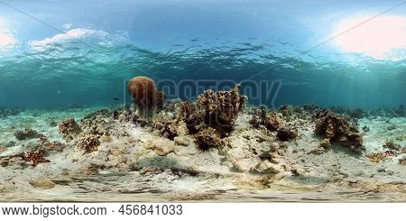Coral Reef Underwater With Fishes And Marine Life. Coral Reef And Tropical Fish. Philippines. Virtua
