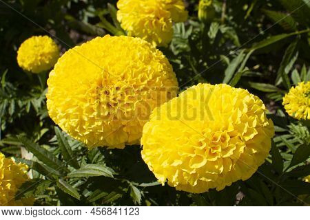 Marigolds Shades Of Yellow . Floral Background . Tagetes Erecta, Mexican Marigold, Aztec Marigold, A
