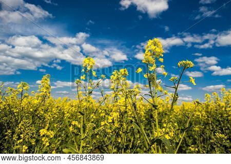 Blooming Yellow Rapseed Canola Field And Blu Sky With White Clouds