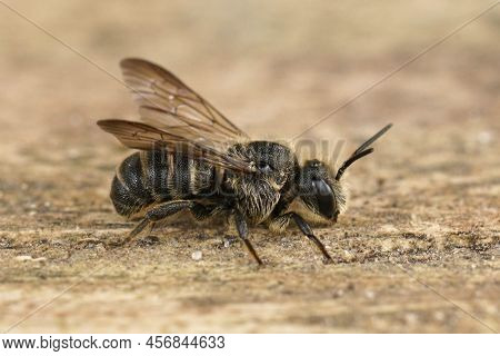Detailed Closeup On A Cleptoparasite Banded Dark Bee, Stelis Punctulatissima, Sitting On Wood ,with 