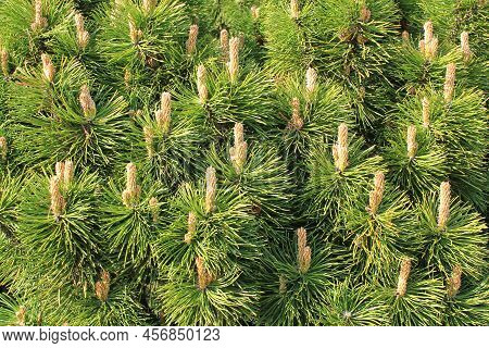 Mountain Pine Tree Pinus Mugo With Buds, Long Branch And Coniferous. Mughus Pumilio Cultivar Dwarf I