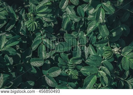 Abstract Green Leaves Of Rose Hip Background. Natural Dog-rose Textured Foliage. Dark Toned Canker R