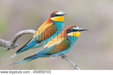 European Bee-eater, Merops Apiaster. A Male And A Female Sit Side By Side On A Branch. Close-up Of T