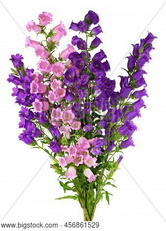 Campanula Medium Flowers Isolated On White Background. Bouquet Of Canterbury Bells Or Bell Flower