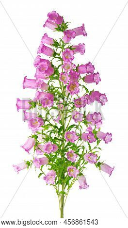 Campanula Medium Flowers Isolated On White Background. Pink Flowers Canterbury Bells Or Bell Flower