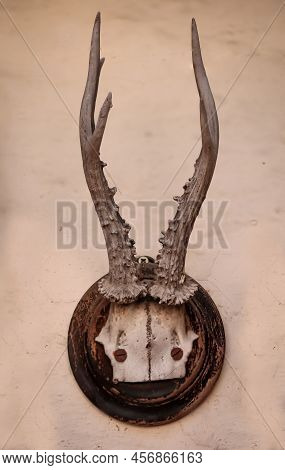 A Deer Antler With Skull Plate On A Wooden Plate. Hunting Trophy