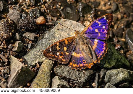 Close Up Image Of A Colorful, Shiny Red, Orange, Brown And Blue Male Butterfly, The Lesser Purple Em