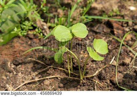 Closeup Of Roselle Or Hibiscus Sabdariffa Plant Saplings In Garden Soil