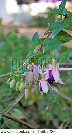 Beautiful Flowers Of Fuchsia Magellanica Also Known As Hardy Fuchsia