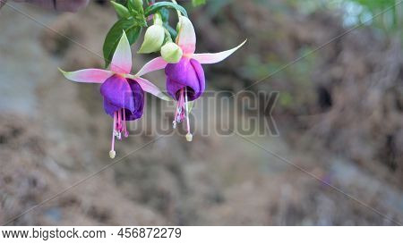 Beautiful Flowers Of Fuchsia Magellanica Also Known As Hardy Fuchsia