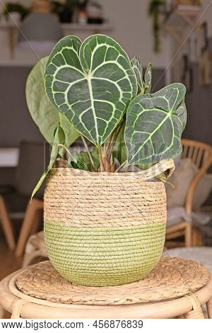 Tropical Houseplant With Botanic Name 'anthurium Clarinervium' With White Lace Pattern Veins In Bask