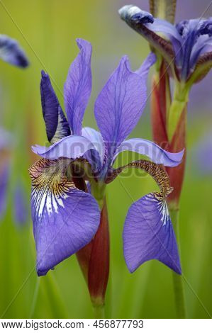 Velvety Violet Blue Siberian Iris Sibirica L. 'tropic Night' Flowers, Large Detailed Vertical Bloomi