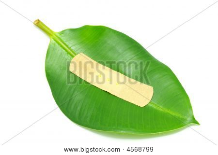 Hoja