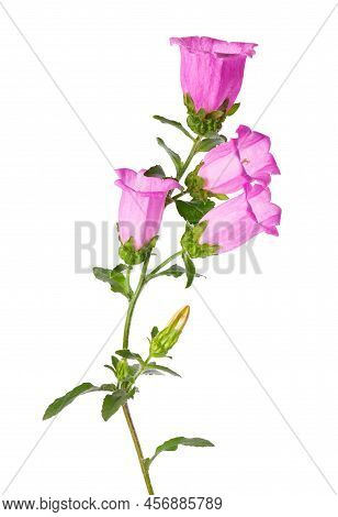 Campanula Medium Flowers Isolated On White Background. Pink Flowers Canterbury Bells Or Bell Flower