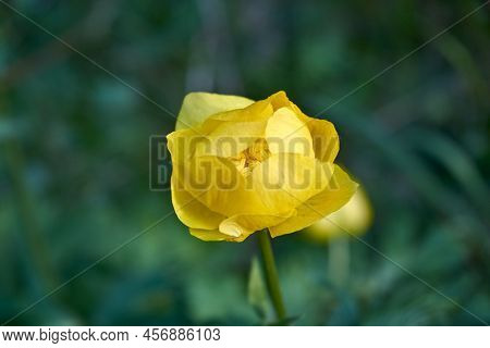 Spring Flowers On A Blurred Background. The Globeflower. Yellow Flowers Trollius Or Globeflower.