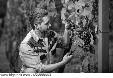 Smiling Guy Harvester On Summer Harvest. Enologist With Garden Scissors. Farmer Cut Grapevine