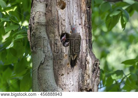The Northern Flicker (colaptes Auratus) Nesting In Wisconsin. North American Bird.