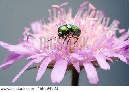 A Bright Green Metallic Shiny Leaf Beetle Cryptocephalus Hypochaeridis On A Flower Field Scabious