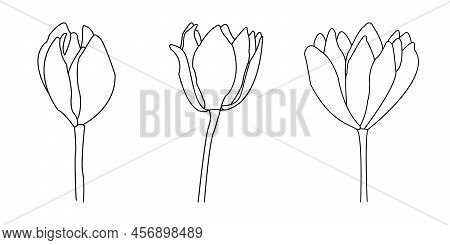 One Line Drawing Vector Flowers Print Set. Home Decor, Wall Art Posters, Or T-shirt Print.