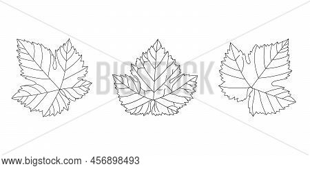 Vector Botanical Foliage. Abstract Minimal Botanical Art.