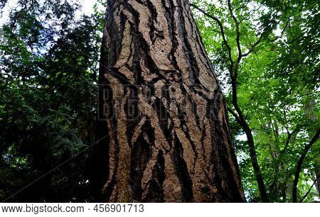 It Is One Of The Three-needle Species And Among The Pines It Also Reaches The Largest Dimensions: Up