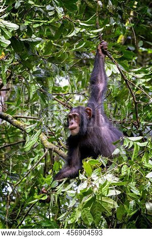 An Adult Chimpanzee, Pan Troglodytes, Swings The The Rainforest Of Kibale National Park, Uganda, Afr