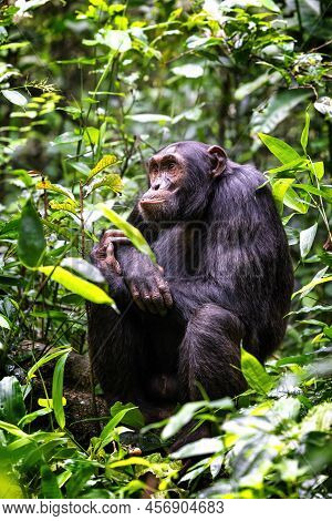 Adult Chimpanzee, Pan Troglodytes, In The Tropical Rainforest Of Kibale National Park, Western Ugand