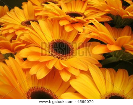 Goldern Gerbera