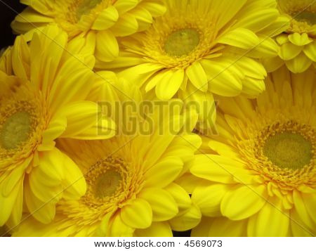 Gul Gerberas