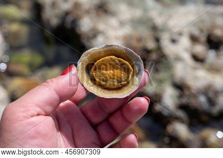 Edible Sea Water Molluscs Patella Caerulea, Species Of Limpet In Family Patellidae