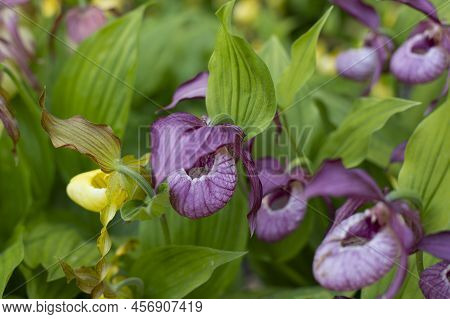 Cypripedium Grandiflora Blossom Close-up. Cypripedium Orchid Blooming In Nature Photography