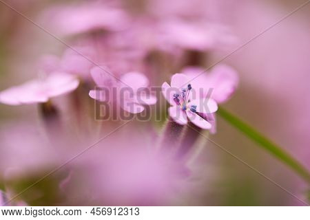 Pink Saponaria Ocymoides In Sunny Spring Day