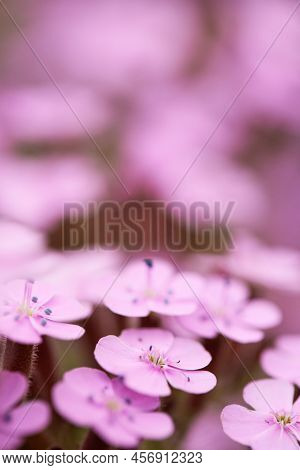 Pink Saponaria Ocymoides In Sunny Spring Day