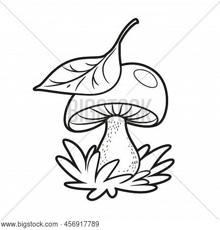 Large Edible Mushroom In The Grass Covered With A Leaf From Above Linear Drawing For Coloring Isolat