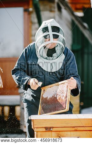 Senior Man Beekeper Collecting Honey From Honeycomb