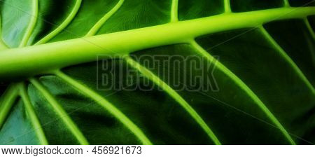 Beautiful Green Leaves Pattern Background Of Alocasia Macrorrhizos Plant. Green Background Design. S