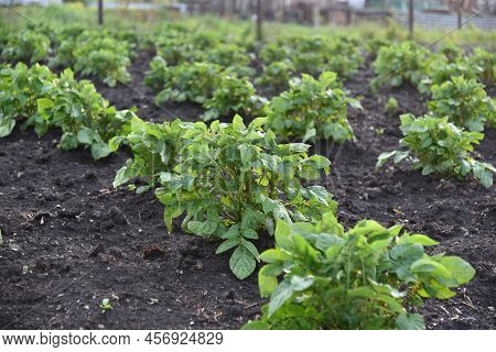 Potato Bushes On The Field In The Spring In The Sun