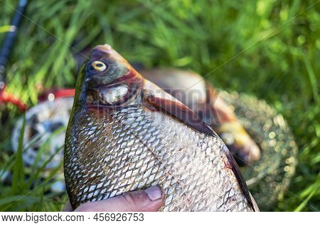Big Fresh Bream. Freshly Caught River Fish. Large Tasty Fish Close-up. Fishing For Spinning And Feed