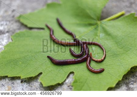 Breeding Red Worms Dendrobena. Fertile Soil. Natural Soil Improvement. Fishing Worms