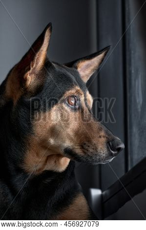 Stray Mongrel Rescued Thai Dog Looking At Window Sad Face